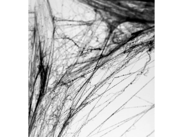 Spiderweb & Orange Spiders